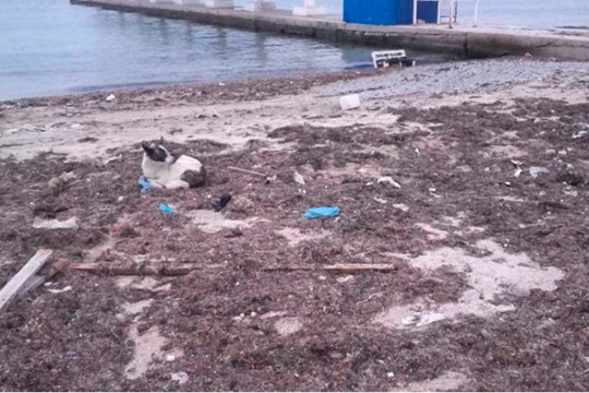 Власти Крыма превратили пляжи в свинарники