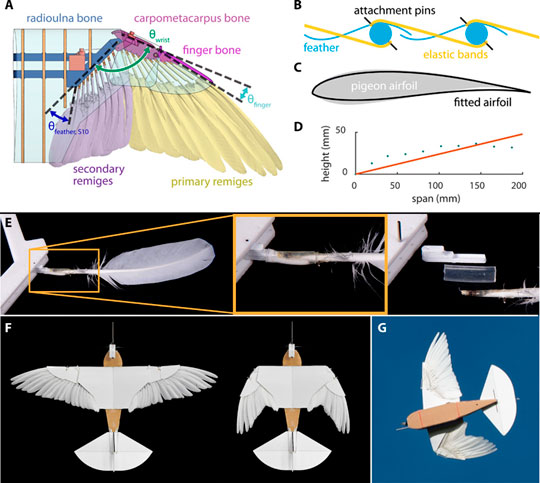 Бионический беспилотник с крыльями из голубиных перьев