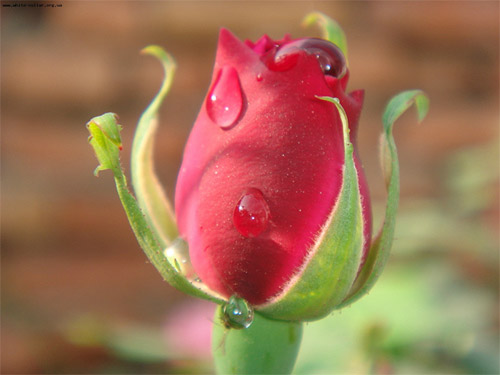 В зарубежных розах и томатах обнаружен опаснsq вредитель.