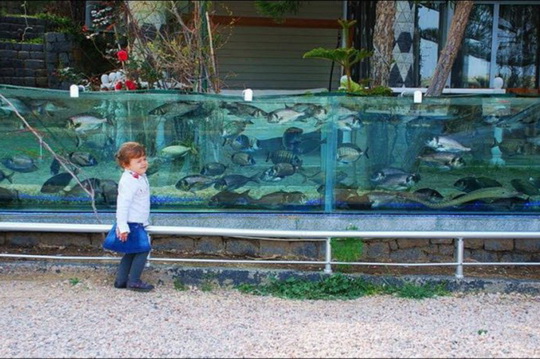 Забор-аквариум