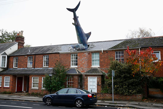 Как акула врезалась в крышу дома