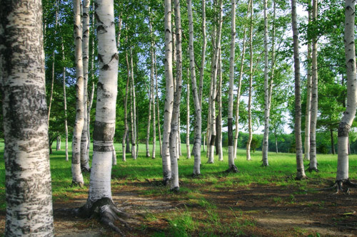 Прокуратура не дала застроить жильем 3 га леса под Харьковом
