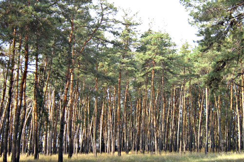 Прокуратура требует вернуть лес под Киевом на 5 млн. грн.