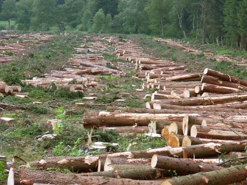 Чтобы расширить дорогу, на Днепровских склонах Киева вырубят деревья
