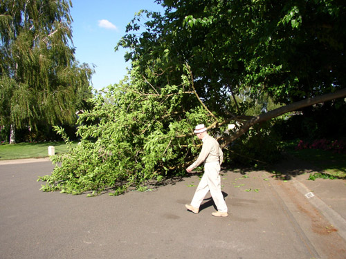 В Харькове всерьез обеспокоены аварийными деревьями