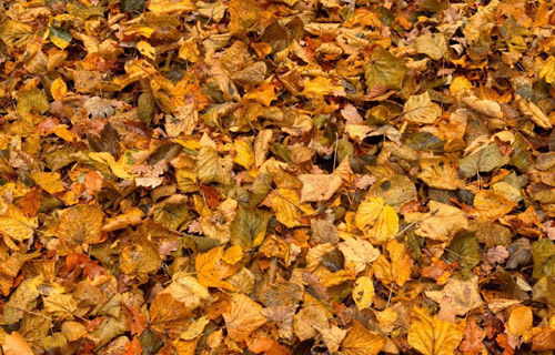 Два столичных района завалены листьями и объявлениями