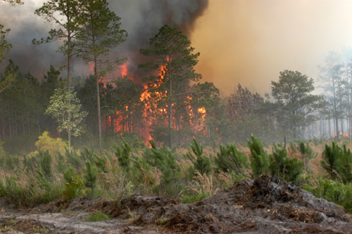 В киевских лесах готовятся к пожарам