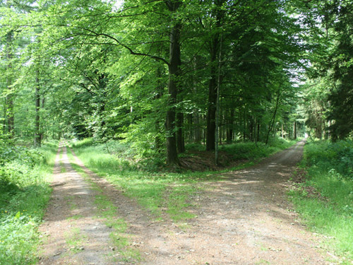 В Херсонской области устали ждать желающих построить дорогу в лесу