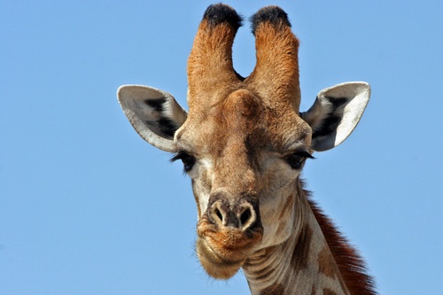 3,5 млн грн потратят на дом для харьковских жирафов