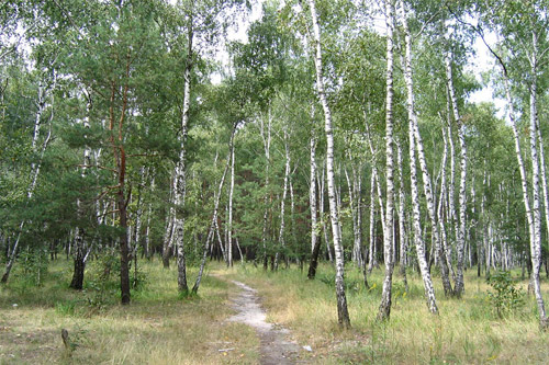 Прокуратура вернула Киевской области 136 га леса