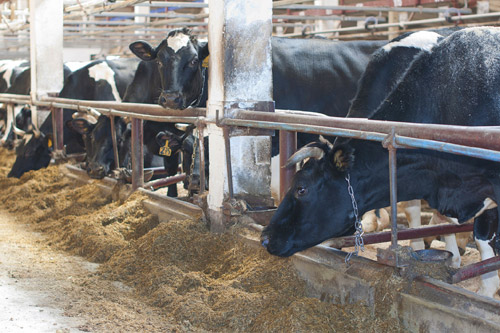 Незаконный ремонт молочной фермы потянул на 134 тыс. грн.