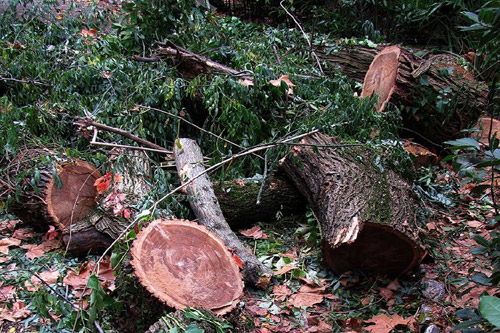 Коммунальщиков заподозрили в незаконной вырубке деревьев
