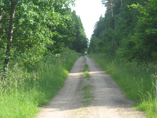 Сеть лесных дорог на Волыни расширяется