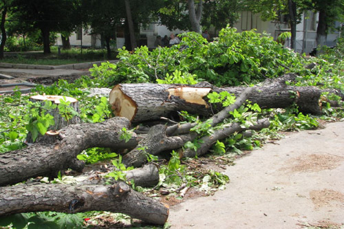 Застройщик вырубил деревья у Днепра на 18 тыс. грн.