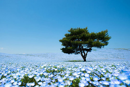Самый большой парк цветов в мире