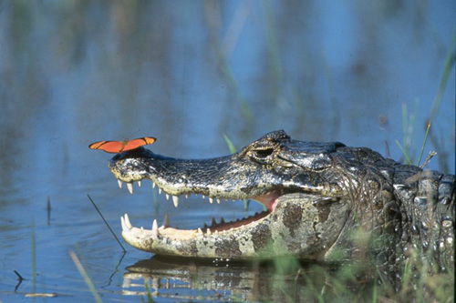 Не дразни крокодила, пока ноги – в воде