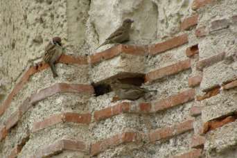 Из чего строили до изобретения кирпича