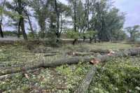 Бiля житомирської дороги зрубали 133 дерева