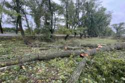 Бiля житомирської дороги зрубали 133 дерева