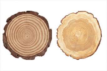 Что такое каучуковая древесина. Фото и видео