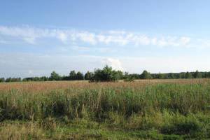 Под Киевом украли землю на 4 млн. грн.