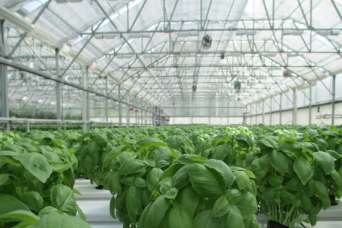 На строительство города теплиц дадут 1 млрд. евро