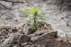 У київських лiсах висадили понад 321 тис. сiянцiв