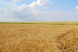 Киевский университет отдал часть своих земель в Кировоградской области 