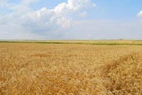 Киевский университет отдал часть своих земель в Кировоградской области 