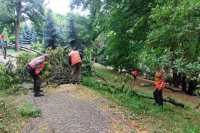 Утримання зелених насаджень у Києвi буде європейським