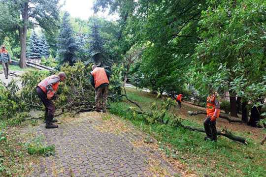Утримання зелених насаджень у Києвi буде європейським