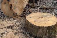 Все вырубленные при строительстве обхода Киева деревья возместят