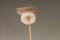 Новости нанотехнологий: создана металлическая микрорешетка