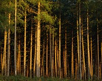 В Святошинском лесу рубят деревья и копают котлованы