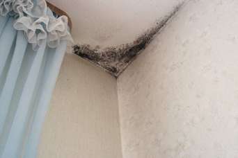 Как избавить стены от плесени: пошаговая инструкция