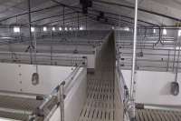 В Житомире будет больше свинины