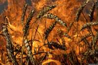 Война в Украине уничтожает не только людей и города