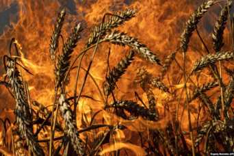 Война в Украине уничтожает не только людей и города