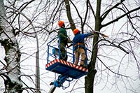 В Николаеве предприниматели хотели нажиться на обрезке деревьев