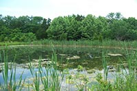 У народа хотели забрать 153 га прудов под Киевом