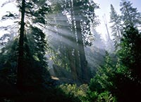 Суд забрал у лесхоза 7 га военных земель