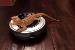 Приколы бытовой техники: нужен ли в доме бесполезный робот-пылесос