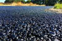 Обсяги iмпорту бiтуму збiльшуються