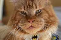 Кот Макс из Бучи пережил оккупацию, был похищен российскими военными, сбежал от них в Беларуси и вернулся к хозяйке