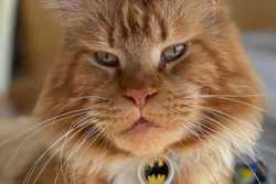 Кот Макс из Бучи пережил оккупацию, был похищен российскими военными, сбежал от них в Беларуси и вернулся к хозяйке