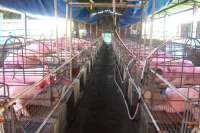 Эксплуататор свинокомплекса оштрафован за дело