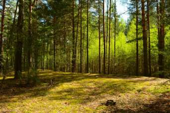 Под Львовом охотникам незаконно отдали 22 тыс. га земли