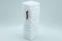 &quot;Небоскреб червей&quot; поможет решить проблему пластиковых отходов