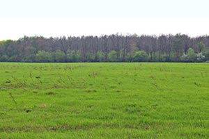 Под Киевом захватили 145 га земли