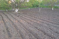 Под Сумами в аренду незаконно передали 289 га земли